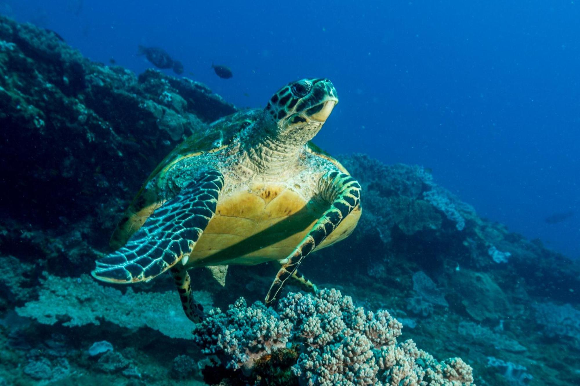 Sodwana Bay Lodge Dive & Fishing Resort Esterno foto